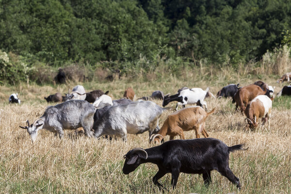 Herd of goats grazing in a meadow