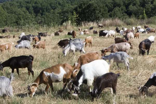 Ziegenherde weidet auf einer Wiese — Stockfoto