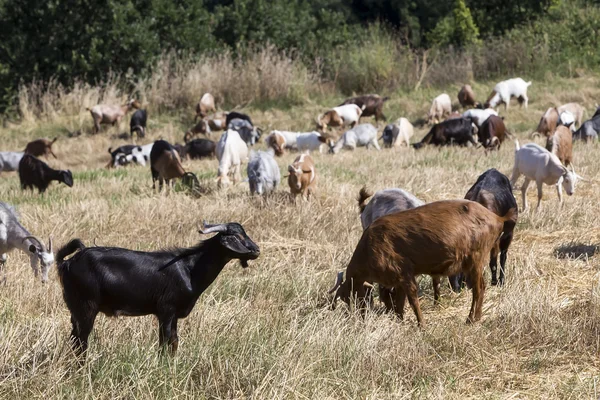 群在草地上吃草的山羊 — 图库照片