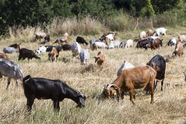 Herd of goats grazing in a meadow — Stock Photo, Image