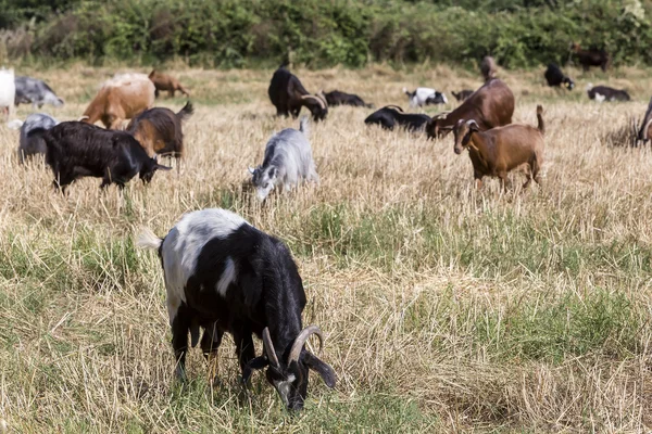 Herd of goats grazing in a meadow — Stock Photo, Image