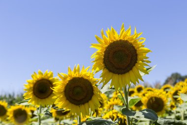 close-up of a beautiful sunflower in a field clipart