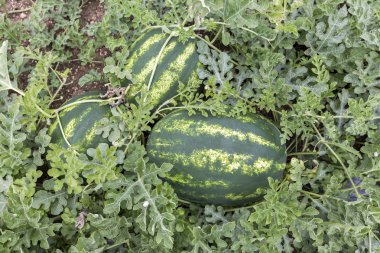 kavun olgun karpuz yaz aylarında yığınları alanıyla