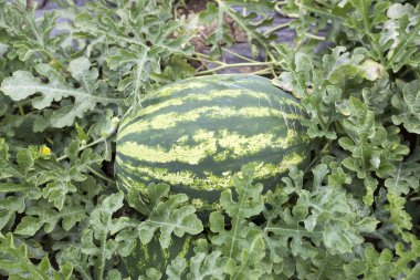 kavun olgun karpuz yaz aylarında yığınları alanıyla