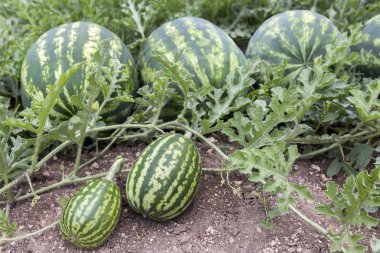 kavun olgun karpuz yaz aylarında yığınları alanıyla
