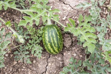 kavun olgun karpuz yaz aylarında yığınları alanıyla
