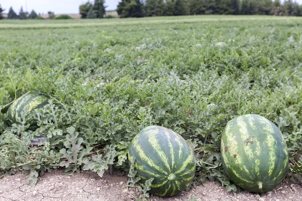 Melon field with heaps of ripe watermelons in summer — Stock Photo, Image
