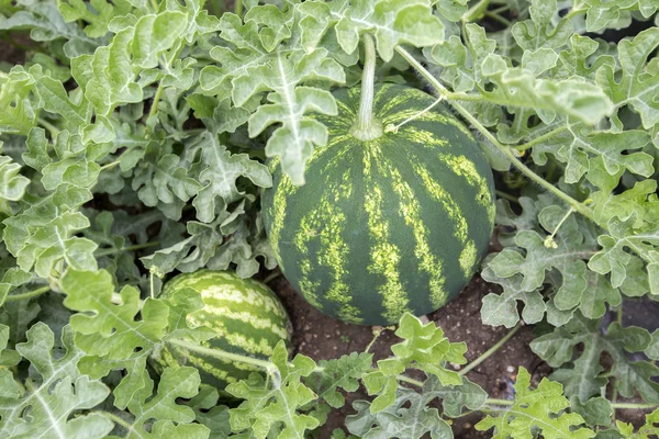 Melon field with heaps of ripe watermelons in summer — Stock Photo, Image