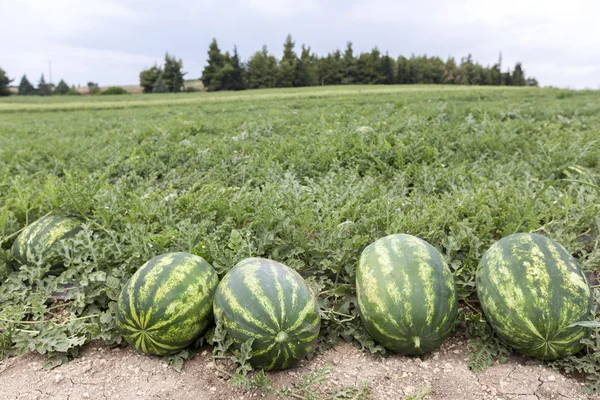 Melon field with heaps of ripe watermelons in summer — Stock Photo, Image