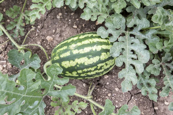 Melon field with heaps of ripe watermelons in summer — Stock Photo, Image