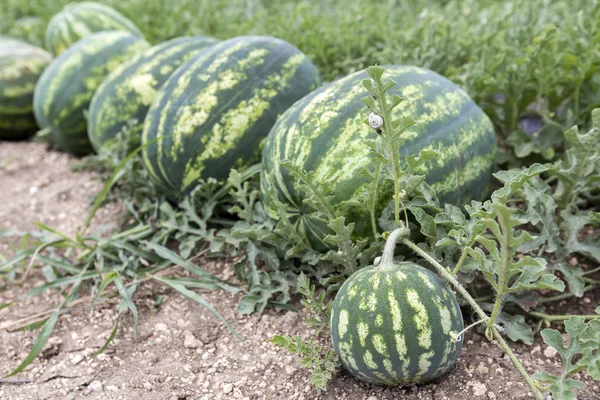 Melon field with heaps of ripe watermelons in summer — Stock Photo, Image