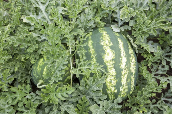 Melon field with heaps of ripe watermelons in summer — Stock Photo, Image