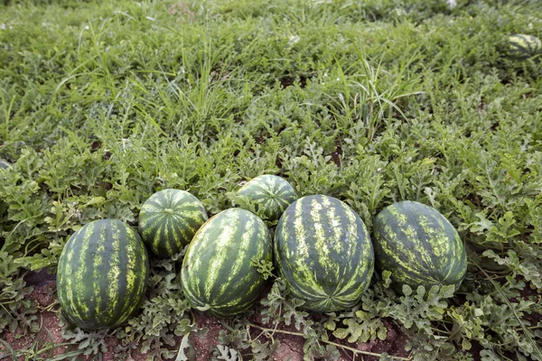 Арбузное поле с кучей спелых арбузов летом — стоковое фото