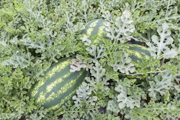 Melon field with heaps of ripe watermelons in summer — Stock Photo, Image