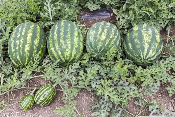 Арбузное поле с кучей спелых арбузов летом — стоковое фото