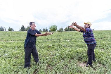  Çiftçilerin hasat alanından karpuz