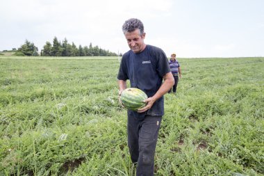  Çiftçilerin hasat alanından karpuz