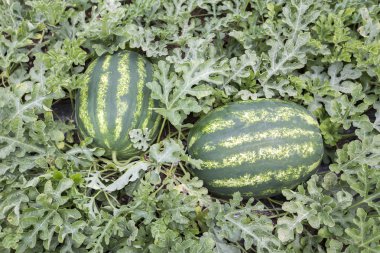 kavun olgun karpuz yaz aylarında yığınları alanıyla