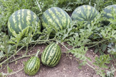 kavun olgun karpuz yaz aylarında yığınları alanıyla