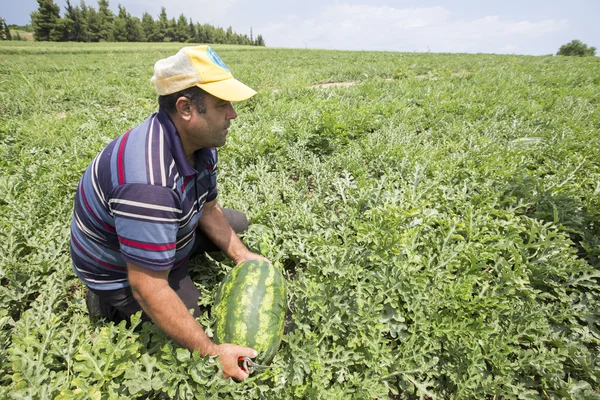 Agricultores que colhem melancias do campo — Fotografia de Stock