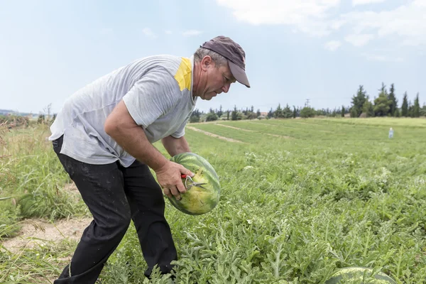 Jordbrukarna skörd vattenmeloner från fältet — Stockfoto