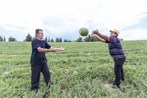 Boeren oogsten watermeloenen uit het veld — Stockfoto