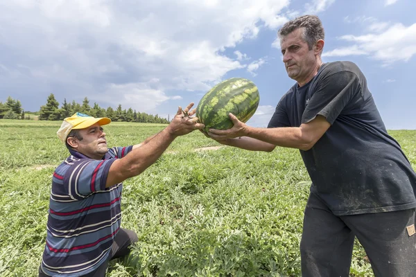 Фермеры собирают арбузы с поля — стоковое фото