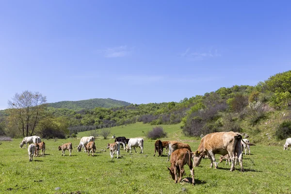 Herd of brown and white cows at summer green field — Stock Photo, Image