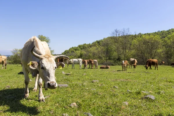 Herd of brown and white cows at summer green field — Stock Photo, Image