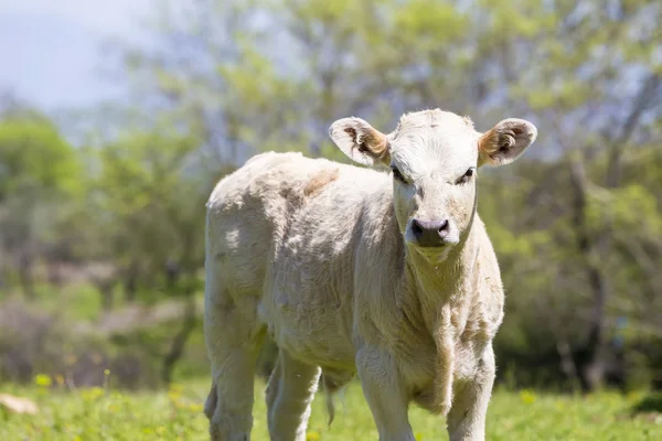 En nyfiken mjölkko står i hennes betesmark/mejeri ko / en nyfiken da — Stockfoto