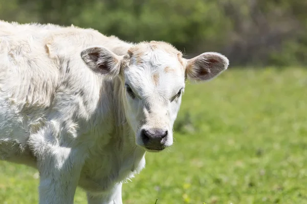 A curious dairy cow stands in her pasture/Dairy Cow/A curious da — Stock Photo, Image