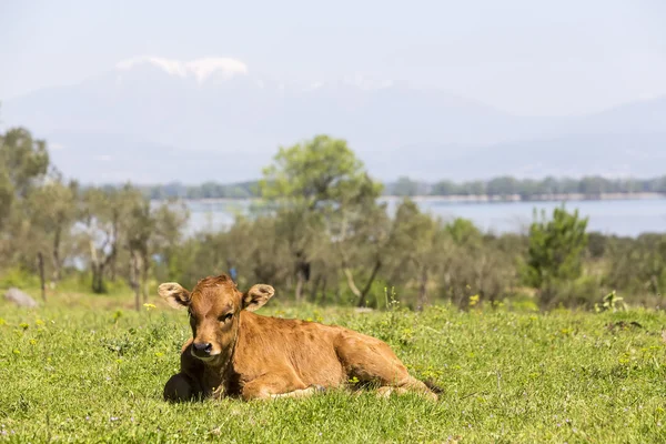 Small cute calf sitting on the green meadow. Newborn baby cow. — Stock Photo, Image