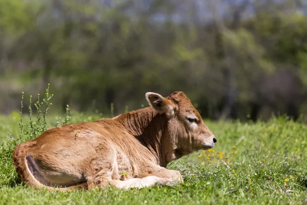 Pohled na staré zdi Amvrakia v Arta v Řecku. — Stock fotografie