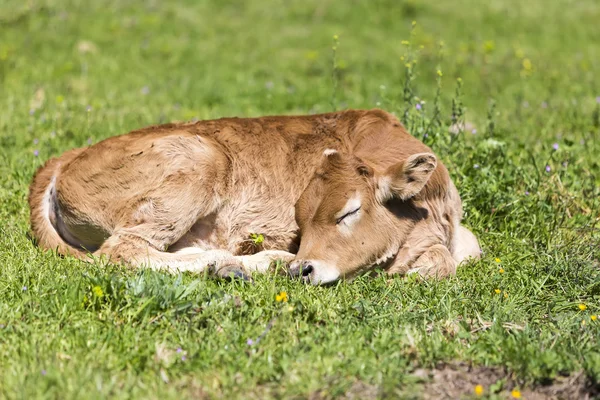Small cute calf sleeping on the green meadow. Newborn baby cow. — Stock Photo, Image