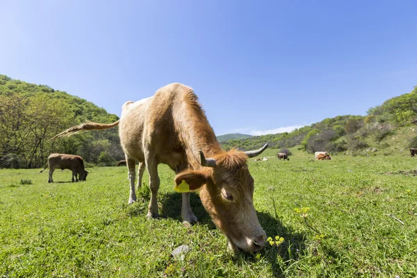 A brown Cow is grazing in the green mountains — Stock Photo, Image