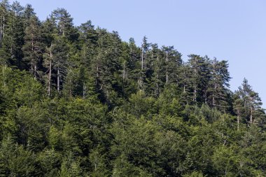 Yunanistan'da orman güzel çizgili yeşil ağaçların