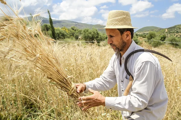 Фермер, собирающий традиционную пшеницу в Греции . — стоковое фото