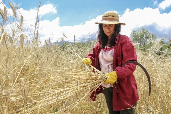 Agriculteur satisfait regardant la récolte avec un bouquet de blé mûr — Photo