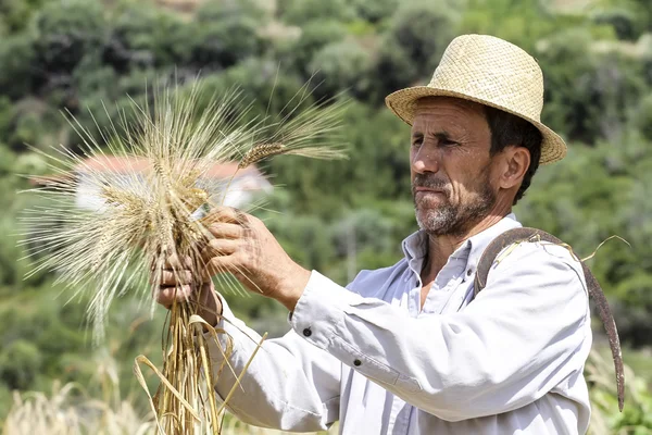 Tevreden landbouwer kijken naar het gewas met een bos van rijp tarwe — Stockfoto