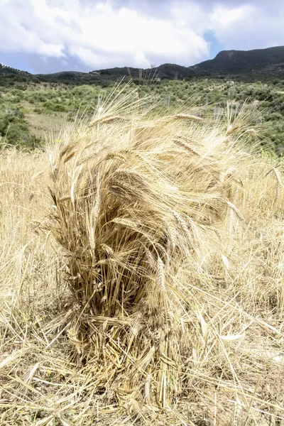 Wheat cropped and ready to be transferred, wheat field — Stok fotoğraf