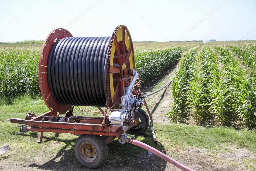 A center pivot sprinkler system watering a grain field in the fe