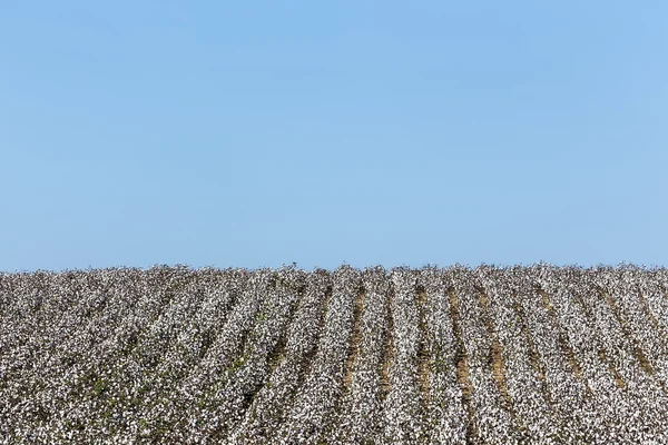 Cotton fields white with ripe cotton ready for harvesting — Stock Photo, Image