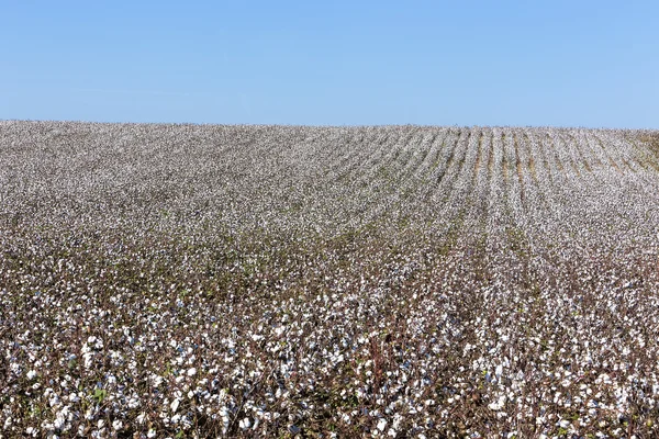 Cotton fields white with ripe cotton ready for harvesting — Stock Photo, Image