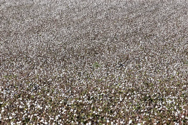 Cotton fields white with ripe cotton ready for harvesting — Stock Photo, Image