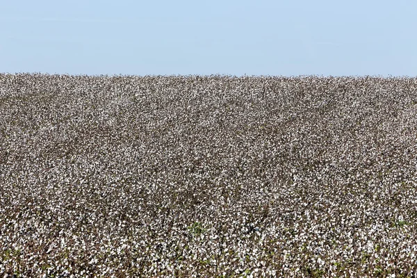 Cotton fields white with ripe cotton ready for harvesting — Stock Photo, Image