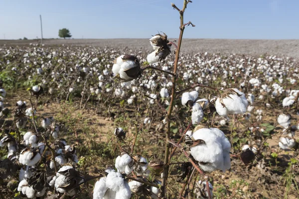 Campos de algodão branco com algodão maduro pronto para a colheita — Fotografia de Stock