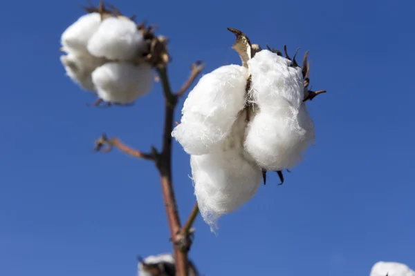 Cotton fields white with ripe cotton ready for harvesting — Stock Photo, Image