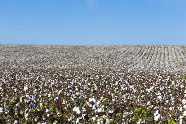 Champs de coton blanc avec coton mûr prêt pour la récolte — Photo