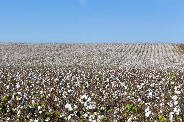 Campos de algodão branco com algodão maduro pronto para a colheita — Fotografia de Stock