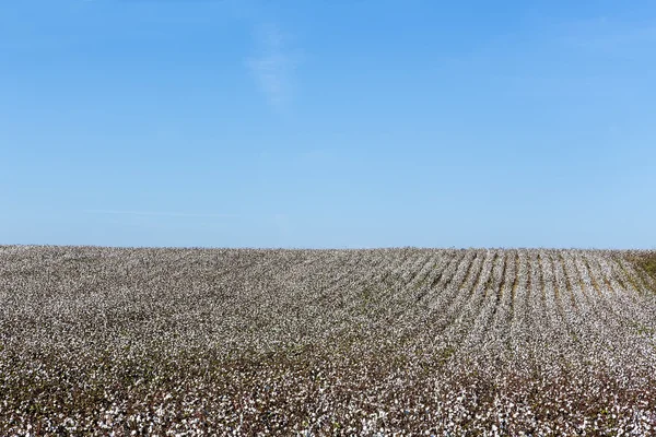 Campos de algodão branco com algodão maduro pronto para a colheita — Fotografia de Stock